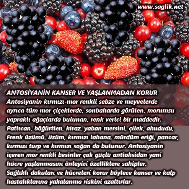 ANTOSİYANİN KANSER VE YAŞLANMADAN KORUR Antosiyanin kırmızı-mor renkli sebze ve meyvelerde ayrıca tüm mor çiçeklerde, sonbaharda görülen, morumsu yapraklı ağaçlarda bulunan, renk verici bir maddedir. Patlıcan, böğürtlen, kiraz, yaban mersini, çilek, ahududu, Frenk üzümü, üzüm, kırmızı lahana, mürdüm eriği, pancar, kırmızı turp ve kırmızı soğan da bulunur. Antosiyanin içeren mor renkli besinler çok güçlü antioksidan yani hücre yaşlanmasını önleyici özelliklere sahipler. Sağlıklı dokuları ve hücreleri korur böylece kanser ve kalp hastalıklarına yakalanma riskini azaltırlar. 