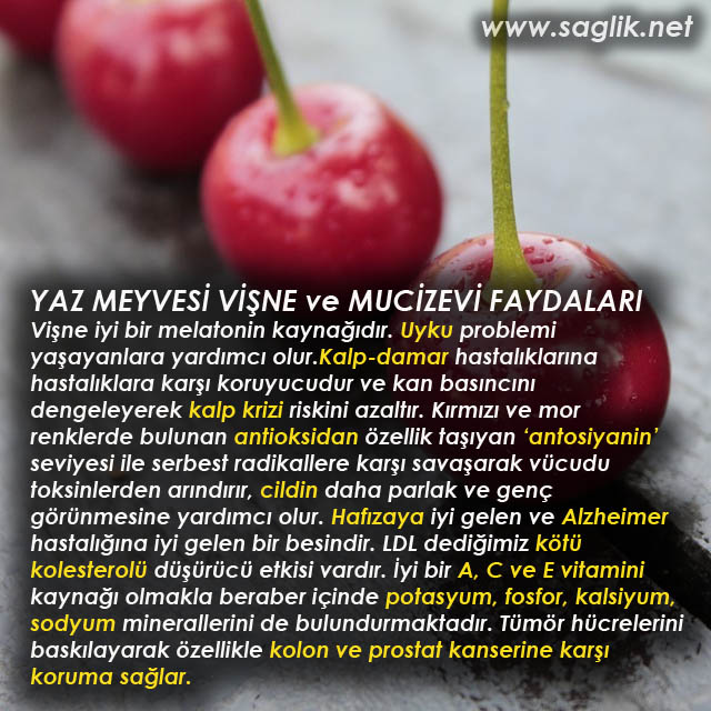 YAZ MEYVESİ VİŞNE ve MUCİZEVİ FAYDALARI Vişne iyi bir melatonin kaynağıdır uyku problemi yaşayanlara yardımcı olur. Kalp-damar hastalıklarına hastalıklara karşı koruyucudur ve kan basıncını dengeleyerek kalp krizi riskini azaltır. Kırmızı ve mor renklerde bulunan antioksidan özellik taşıyan ‘antosiyanin’ seviyesi ile serbest radikallere karşı savaşarak vücudu toksinlerden arındırır, cildin daha parlak ve genç görünmesine yardımcı olur. Hafızaya iyi gelen ve Alzheimer hastalığına iyi gelen bir besindir. LDL dediğimiz kötü kolesterolü düşürücü etkisi vardır. İyi bir A, C ve E vitamini kaynağı olmakla beraber içinde potasyum, fosfor, kalsiyum, sodyum minerallerini de bulundurmaktadır. Tümör hücrelerini baskılayarak özellikle kolon ve prostat kanserine karşı koruma sağlar.