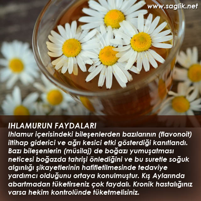 IHLAMURUN FAYDALARI Ihlamur içerisindeki bileşenlerden bazılarının (flavonoit) iltihap giderici ve ağrı kesici etki gösterdiği kanıtlandı. Bazı bileşenlerin (müsilaj) de boğazı yumuşatması neticesi boğazda tahrişi önlediğini ve bu suretle soğuk algınlığı şikayetlerinin hafifletilmesinde tedaviye yardımcı olduğunu ortaya konulmuştur. Kış Aylarında abartmadan tüketirseniz çok faydalı. Kronik hastalığınız varsa hekim kontrolünde tüketmelisiniz.