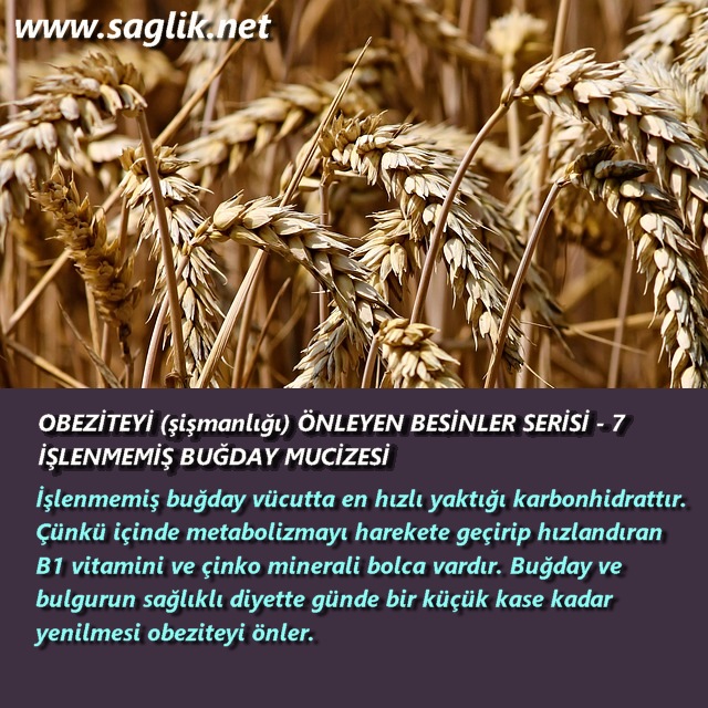 OBEZİTEYİ (şişmanlığı) ÖNLEYEN BESİNLER SERİSİ – 6 İşlenmemiş buğday vücutta en hızlı yaktığı karbonhidrattır. Çünkü içinde metabolizmayı harekete geçirip hızlandıran B1 vitamini ve çinko minerali bolca vardır. Buğday ve bulgurun sağlıklı diyette günde bir küçük kase kadar yenilmesi obeziteyi önler.